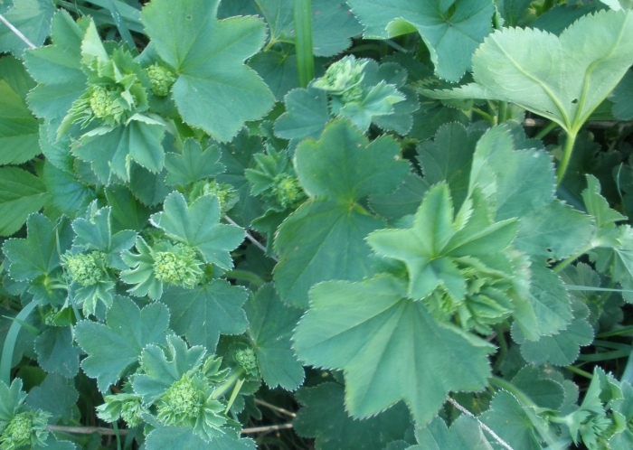 Манжетка городковатая