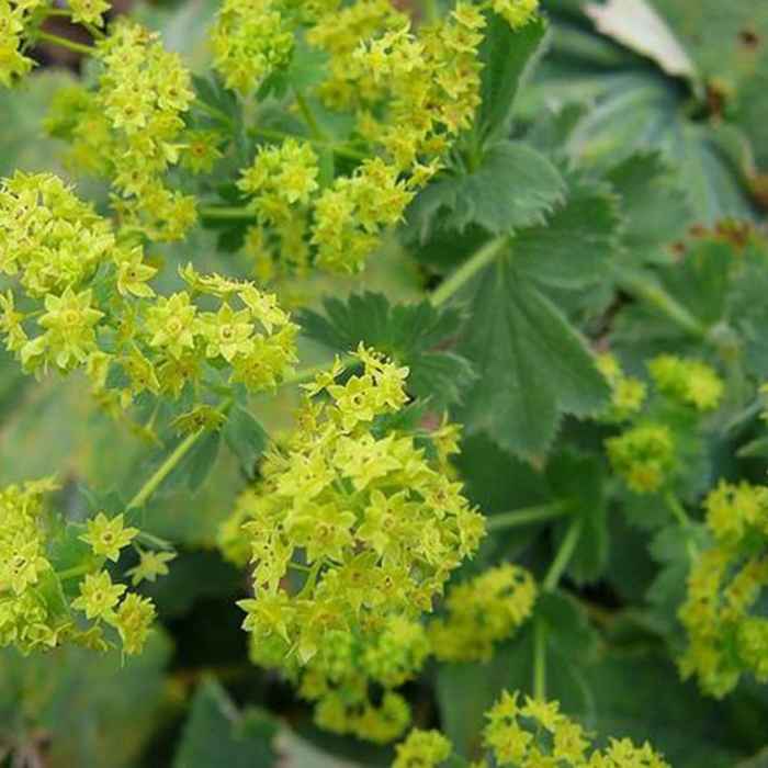 Манжетка обыкновенная alchemilla vulgaris