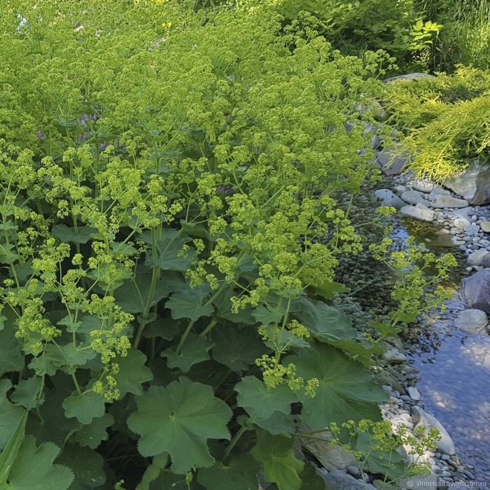 Манжетка alchemilla mollis