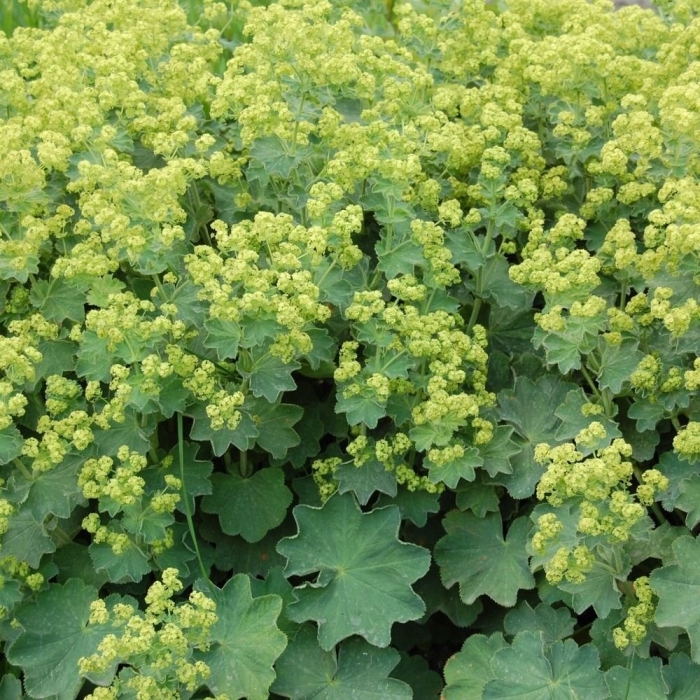 Манжетка irish silk