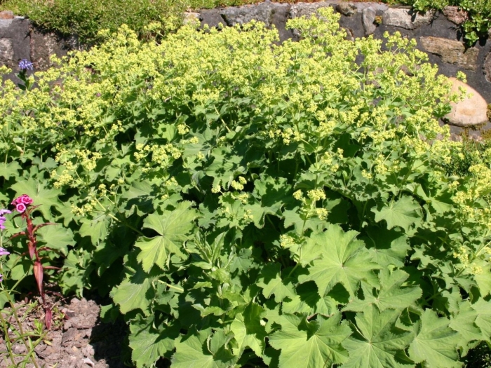 Манжетка красночерешковая (alchemilla erythropoda)