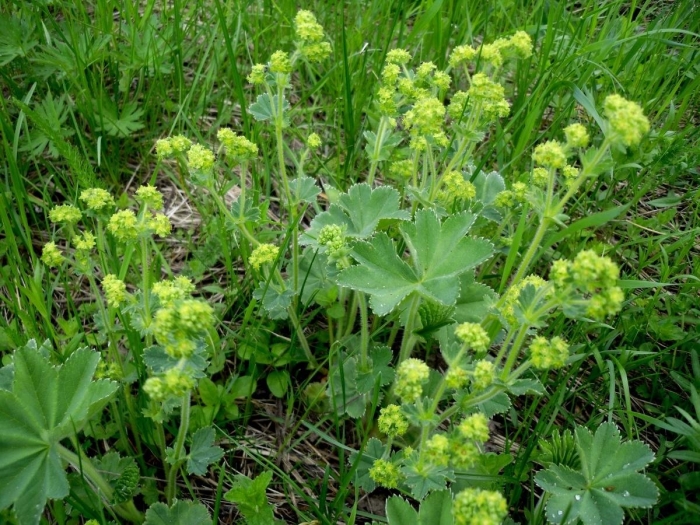 Манжетка обыкнове́нная растение