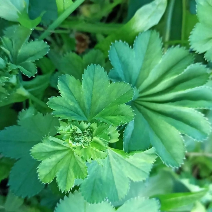 Манжетка обыкновенная alchemilla vulgaris