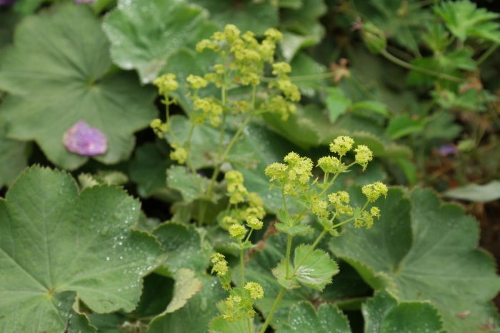 Манжетка обыкновенная alchemilla vulgaris