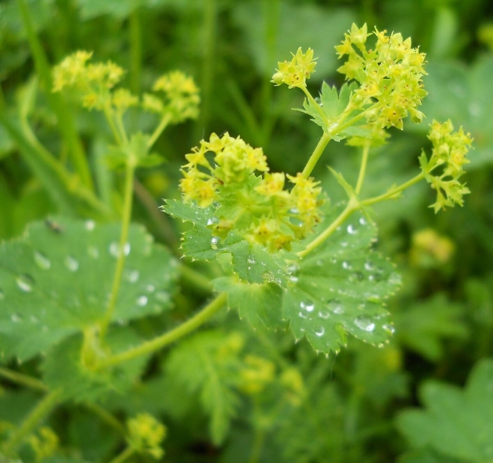 Манжетка обыкновенная alchemilla vulgaris