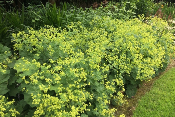 Манжетка alchemilla mollis