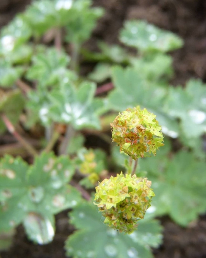 Манжетка красночерешковая (alchemilla erythropoda)