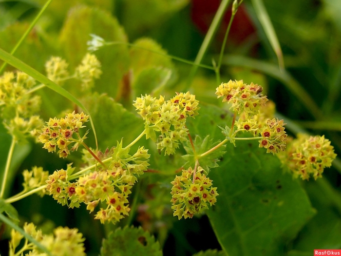 Манжетка обыкновенная трава