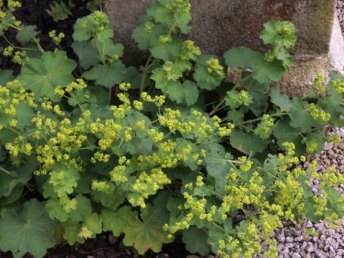 Манжетка обыкновенная alchemilla vulgaris