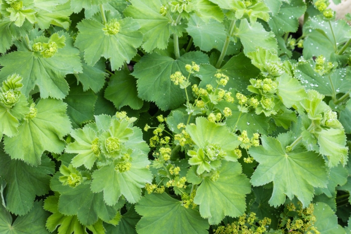 Манжетка обыкновенная alchemilla vulgaris