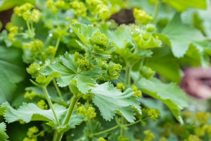 Манжетка обыкновенная alchemilla vulgaris