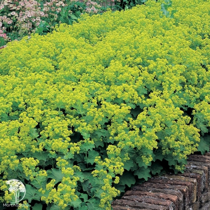 Alchemilla mollis robustica