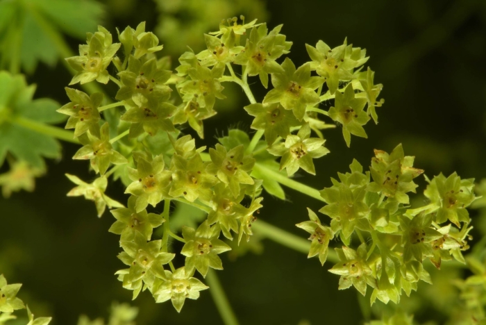 Alchemilla xanthochlora