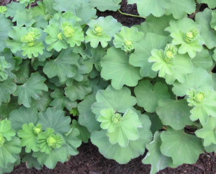 Манжетка alchemilla mollis