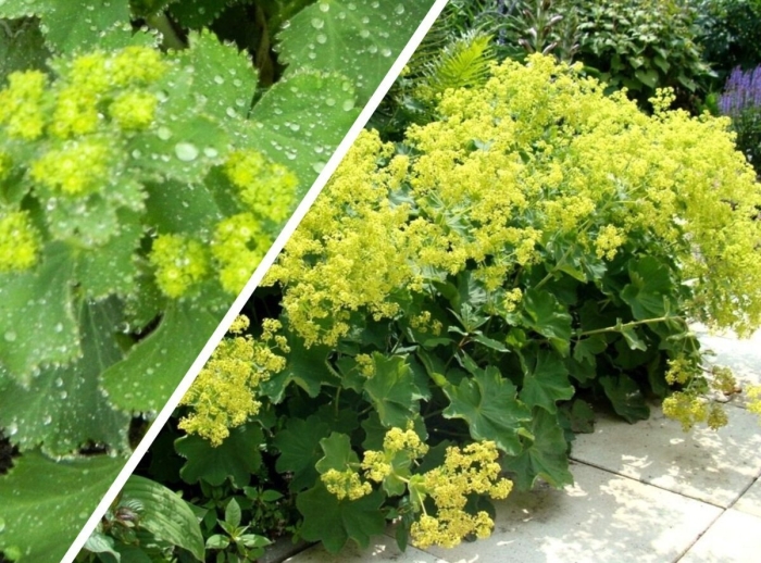 Манжетка alchemilla mollis