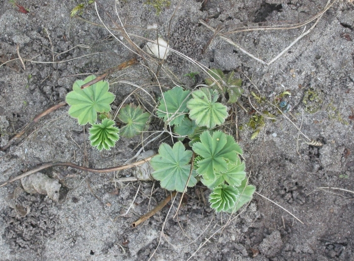 Мальва просвирник калачики