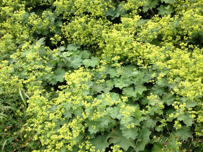 Манжетка alchemilla erythropoda