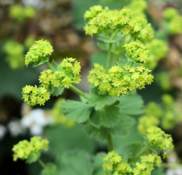Манжетка обыкновенная alchemilla vulgaris