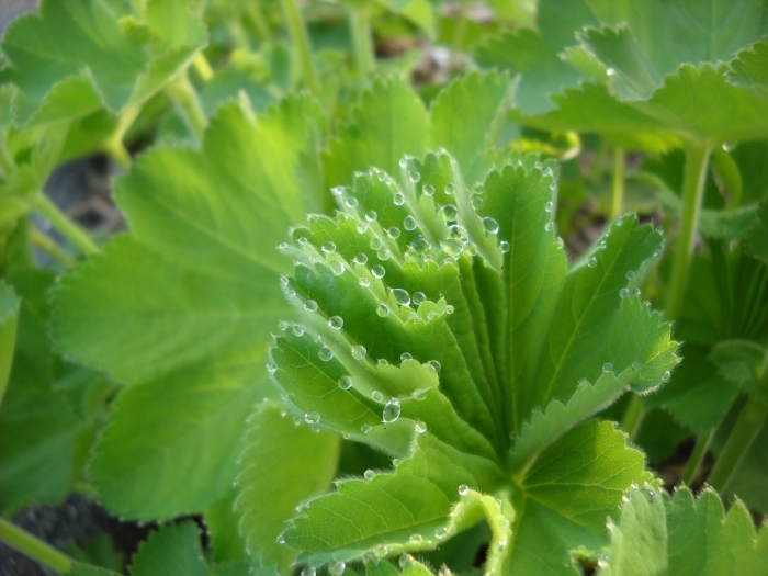 Манжетка гуттация