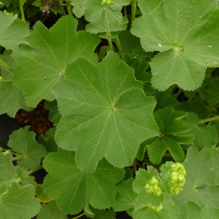 Манжетка alchemilla mollis