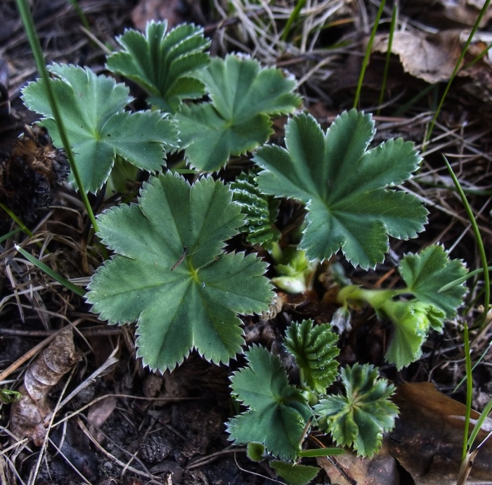 Манжетка обыкновенная alchemilla vulgaris