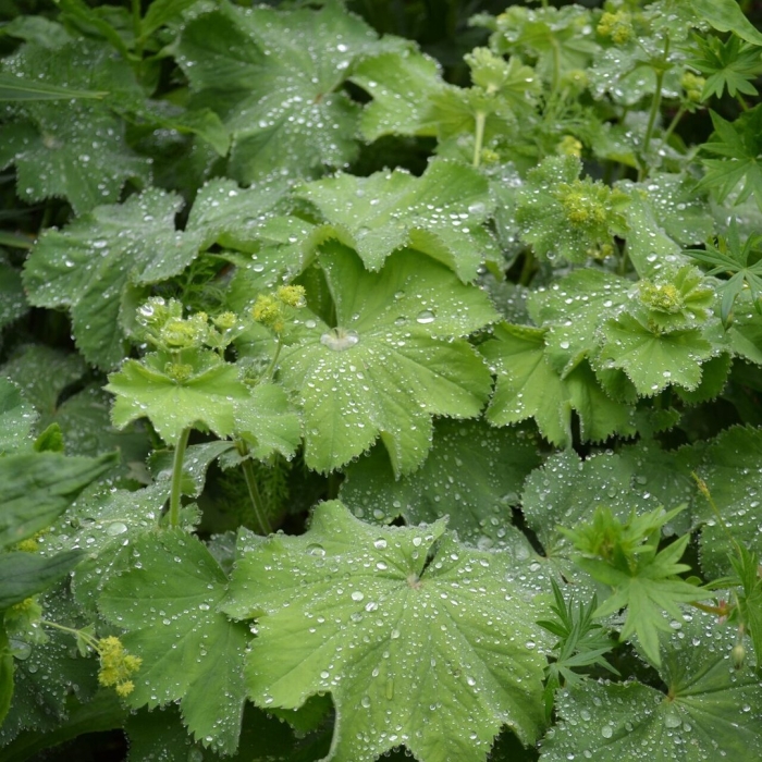 Манжетка alchemilla mollis