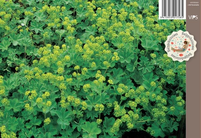 Манжетка alchemilla erythropoda