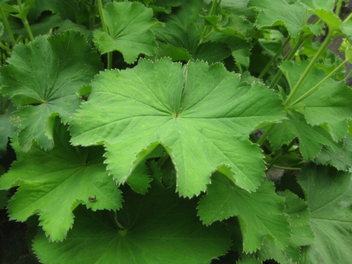 Манжетка обыкновенная лист