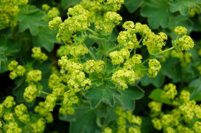Манжетка мягкая alchemilla mollis &#96;robustica&#96;