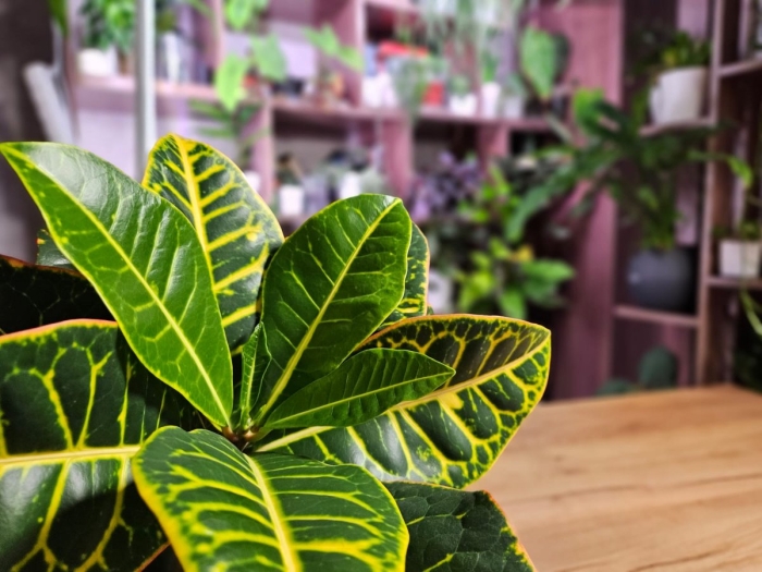 Комнатное растение