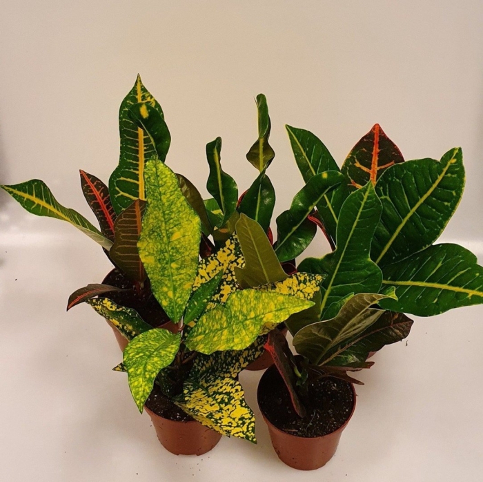 Кодиеум вариегата микс