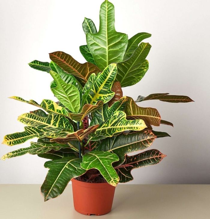 Кратон кодиеум цветок