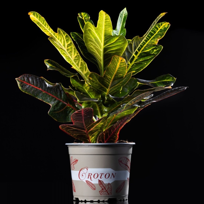 Кротон экселлент