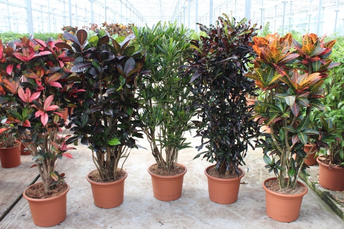 Кротон растение