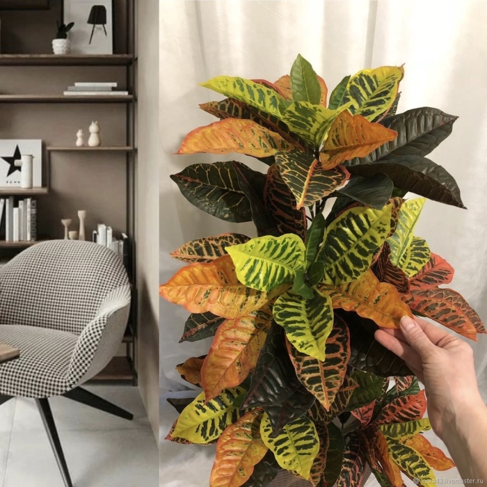 Кодиеум миссис айстон