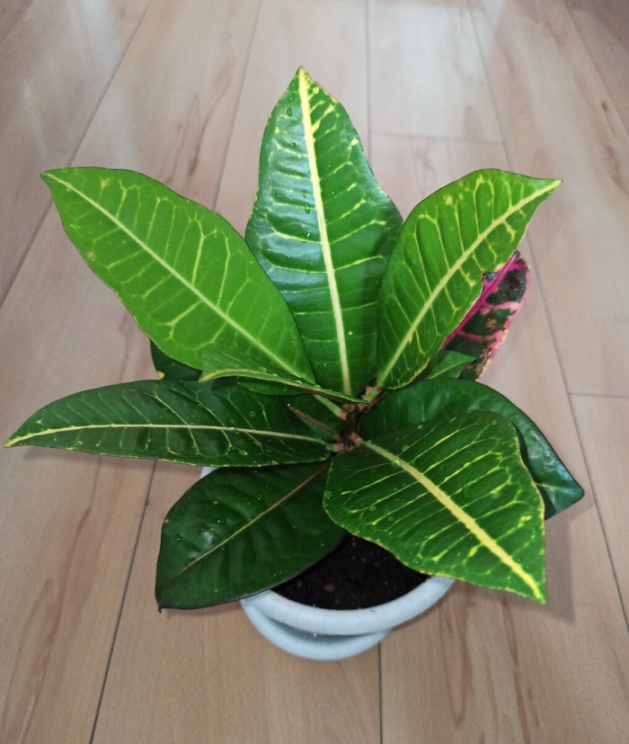 Цветок кротон