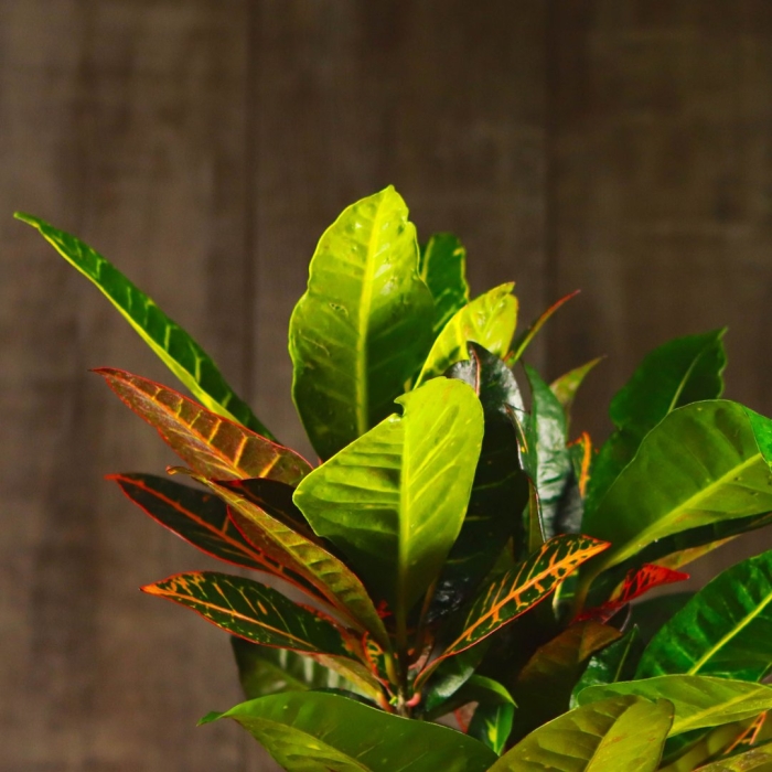 Кротон пиктуратум