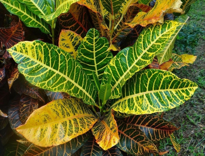 Кодиеум кротон пальма