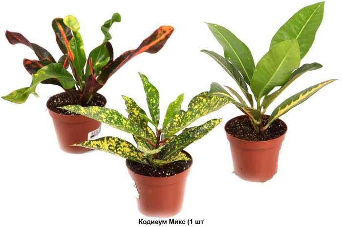 Кодиеум микс