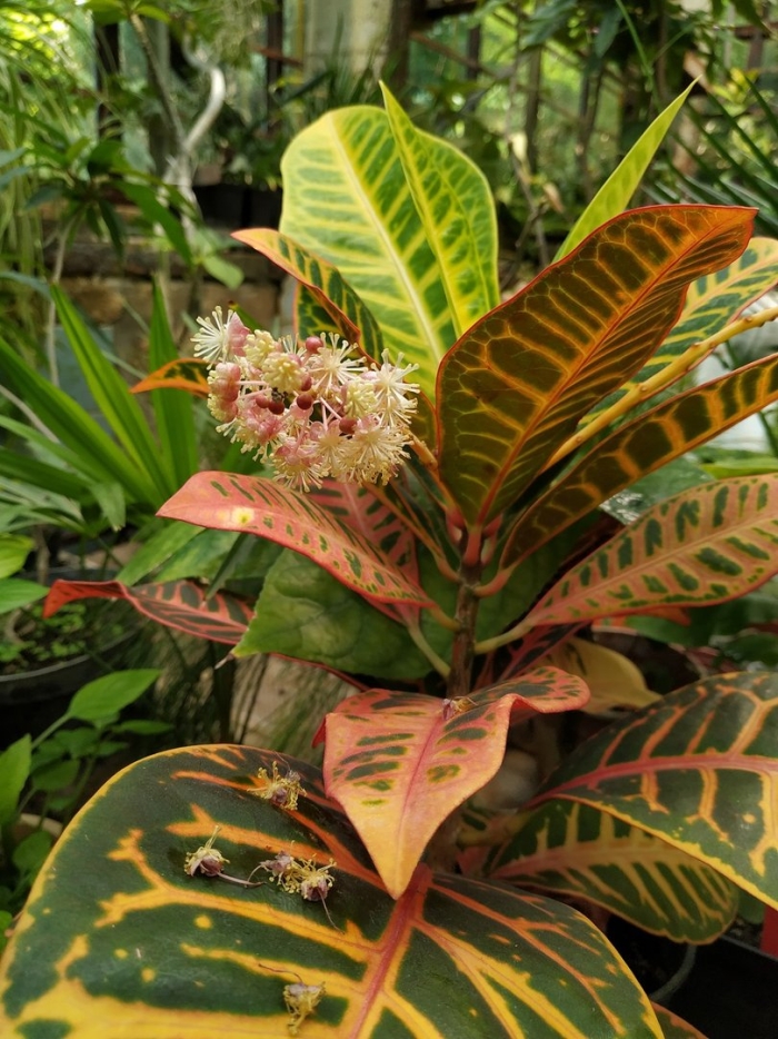 Кодиеум голдфингер