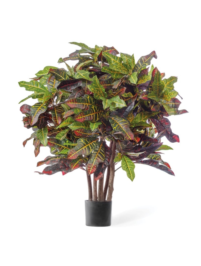 Кротон экселент дерево