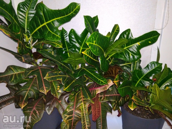 Кротон мужегон