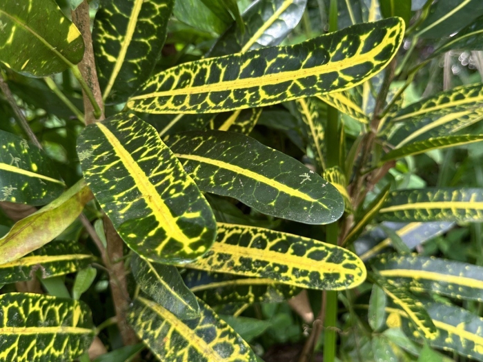 Кротон тайланд