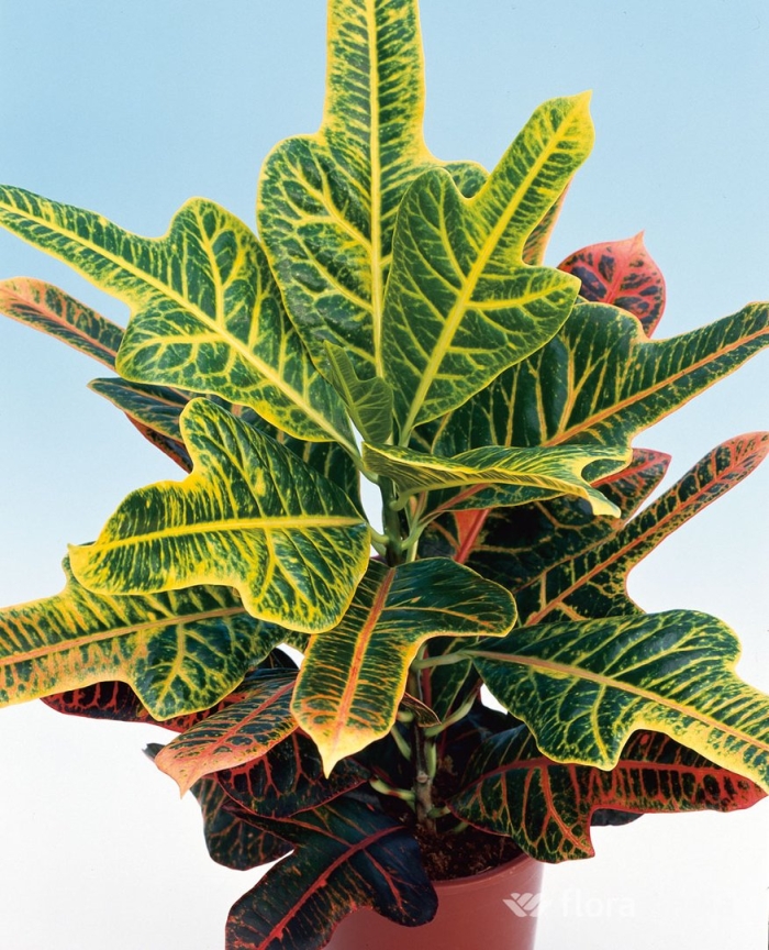 Кротон кодиеум