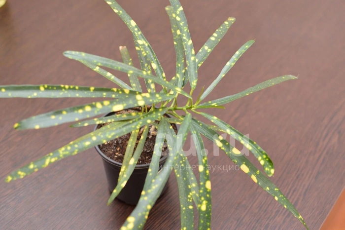 Кротон пиктум спот