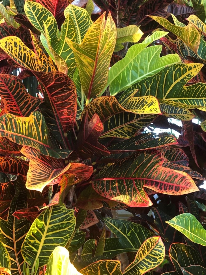 Растение кротон