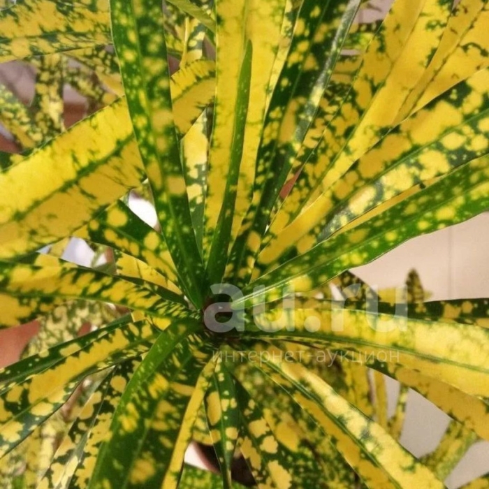 Кодиеум кротон узколистный