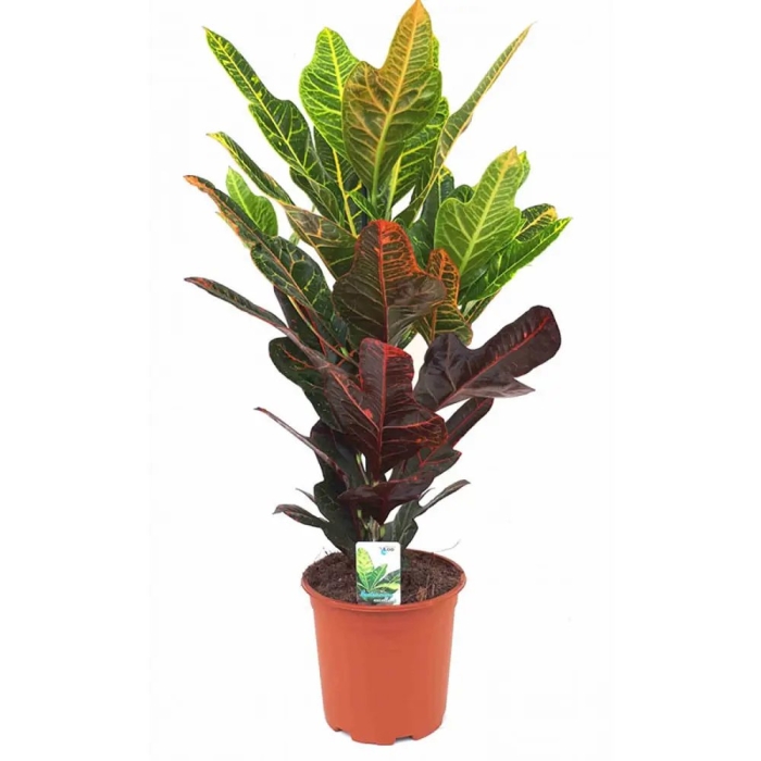 Кротон кодиеум экселент