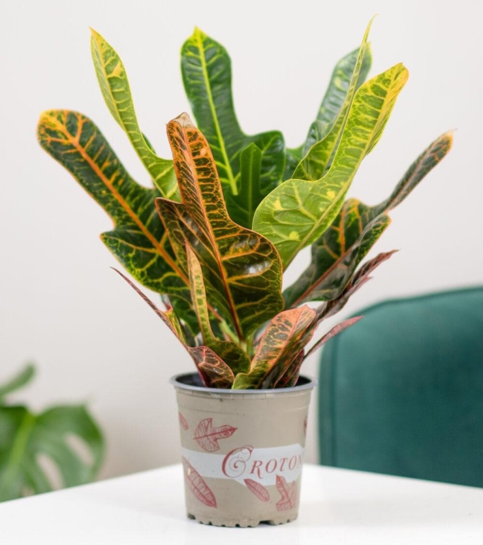 Цветок кодиеум кротон