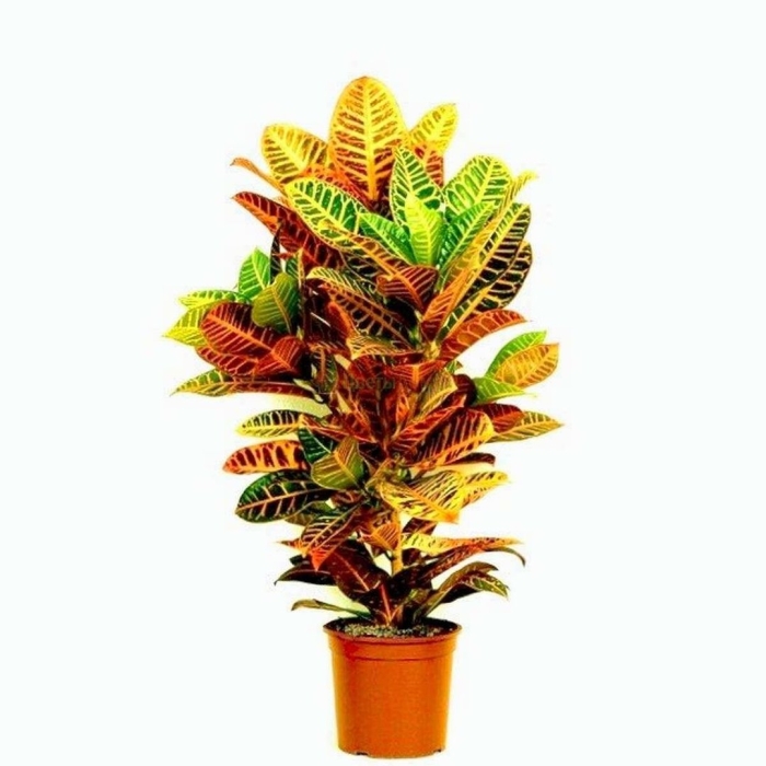 Кодиеум петра цветок